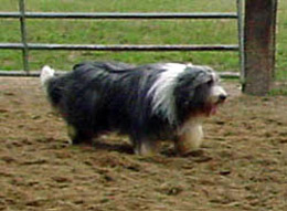 The same beardie at 8 years who is now a dark black with some gray hair.